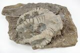 Fossil Crinoids (Barycrinus, Macrocrinus) - Crawfordsville, Indiana #157242-3